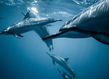 jinnianhui 下载-9年500场300胜7冠！西蒙尼开创了马竞的“最好时代”